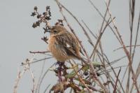 Saxicola rubicola