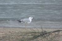Larus michahellis