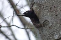 Dryocopus martius