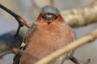 Fringilla coelebs