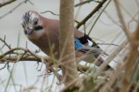 Garrulus glandarius