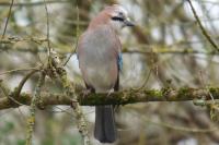 Garrulus glandarius