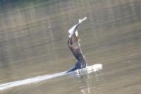 Phalacrocorax carbo