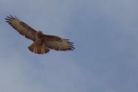Buteo buteo
