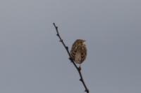 Emberiza calandra