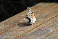 Passer domesticus