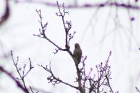 Coccothraustes coccothraustes