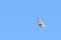 Elanus caeruleus