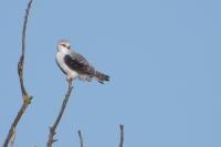 Elanus caeruleus