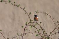 Saxicola rubicola