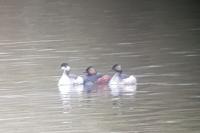 Podiceps nigricollis
