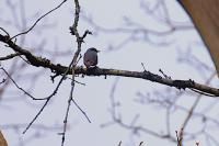 Sitta europaea