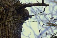 Sitta europaea