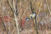 Cyanistes caeruleus