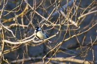 Parus major