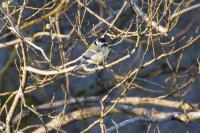 Parus major
