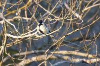 Parus major