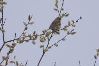 Anthus pratensis