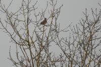 Turdus iliacus