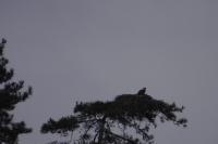Pandion haliaetus