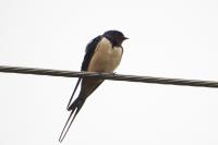 Hirundo rustica