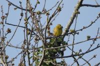 Emberiza citrinella