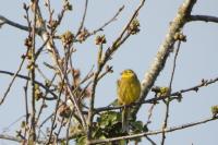 Emberiza citrinella