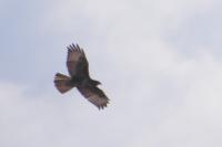Buteo buteo