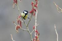 Parus major