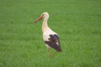 Ciconia ciconia