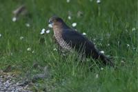 Accipiter nisus