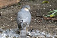 Accipiter nisus