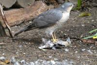Accipiter nisus