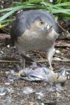 Accipiter nisus