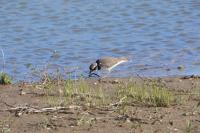 Charadrius dubius