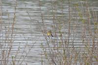 Motacilla flava