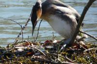 Podiceps cristatus