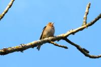 Fringilla coelebs