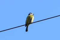 Cyanistes caeruleus