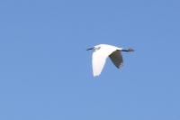Egretta garzetta
