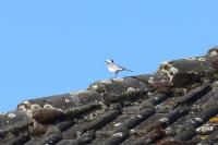 Motacilla alba
