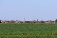 Bubulcus ibis