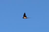 Hirundo rustica