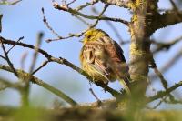 Emberiza citrinella