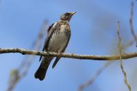 Turdus pilaris