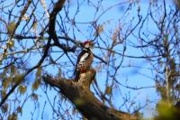 Dendrocopos medius