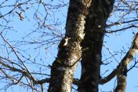 Certhia brachydactyla