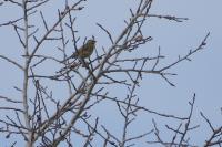 Emberiza cirlus
