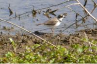 Charadrius dubius