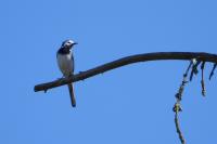 Motacilla alba alba